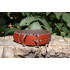 AlexaLeather.u Stylish Brown Original