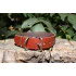 AlexaLeather.u Stylish Brown Original