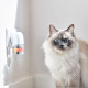Beaphar CatComfort starter kit 48ml Beaphar CatComfort starter kit 48ml