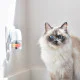 Beaphar CatComfort starter kit 48ml