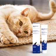 Orthomol VET Felimol Prebiot Tube 100ml