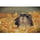 Buda Pets Piljevina za ljubimce - Natural 1kg
