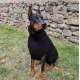 Klupko Pet Dzemper za pse L 42-46cm