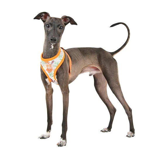 Puppia am za psa - UASA-HA1604 ORANGE