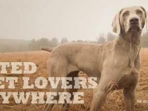 ACANA hrana za pse i mačke