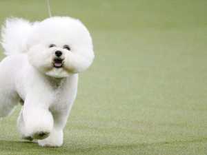 Diamond Eyes - preparat protiv suznih mrlja kod pasa