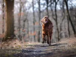 Essential hrana za pse