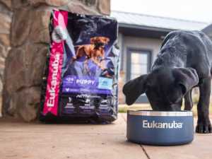 EUKANUBA hrana za pse