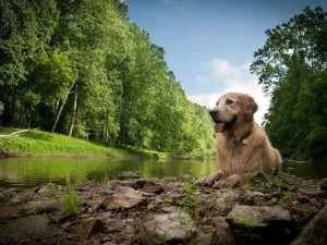 Opti Life hrana za pse