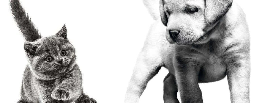 Royal Canin hrana za pse i mačke Royal Canin hrana za pse i mačke