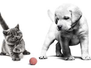 Royal Canin hrana za pse i mačke