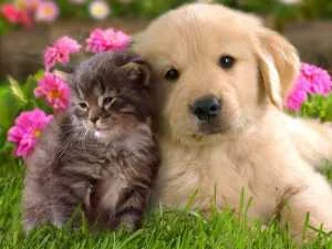 Schesir hrana za pse i mačke