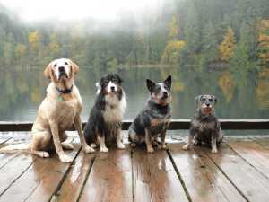 TRAINER hrana za pse i mačke