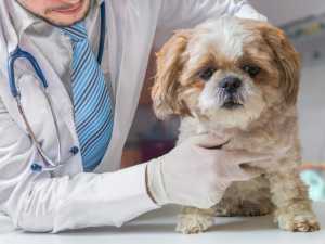 Trovet veterinarske dijete