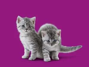 Whiskas hrana za mačke