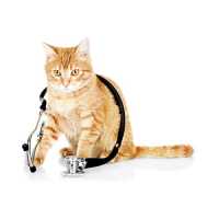Veterinarske dijete za mačke