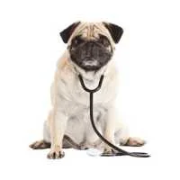 Veterinarske dijete za pse