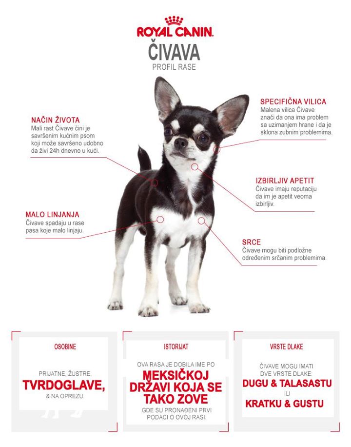 čivava