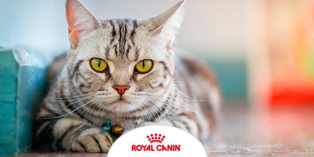 royal canin gastrointestinal
