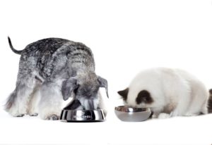 hrana za mačke royal canin