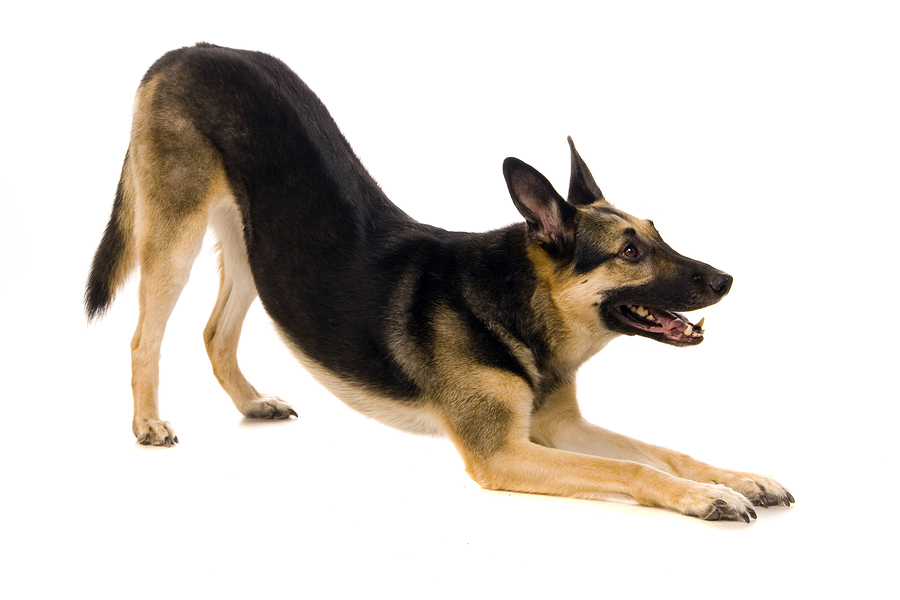 Učenje o ponašanju vašeg psa